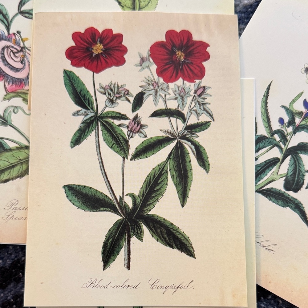 5 Botanical Note Cards - Picture 3 of 6